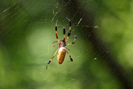Arachnid predator golden silk spider photo