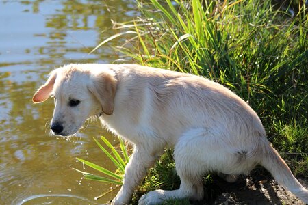 Animal pet puppy