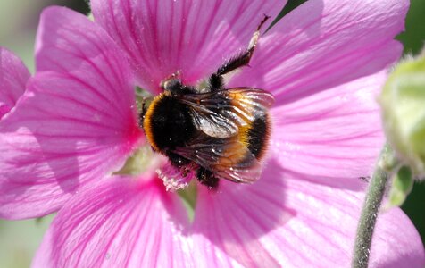 Insect macro mallow photo