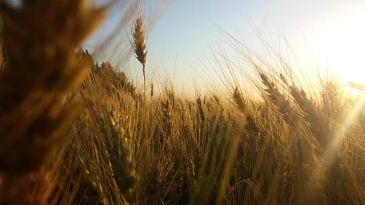 Nature plants field