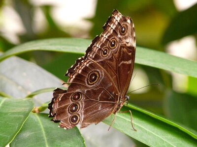 Sky butterfly edelfalter nymphalidae