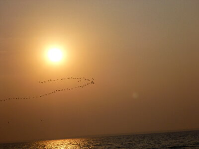 Birds Flying Sea Sunset