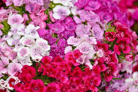 Bouquet carnation pinkish photo