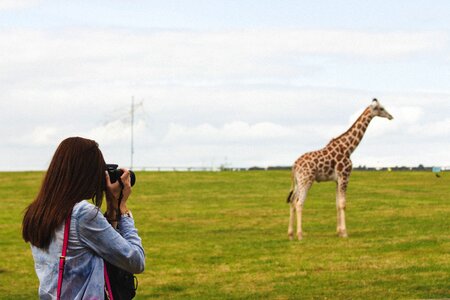 Photographing a Giraffe photo