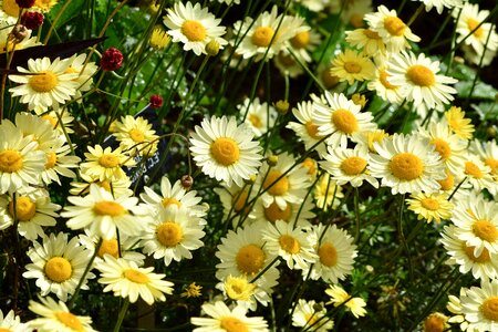 Beautiful Photo flower margarita