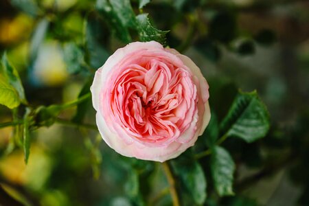 Details pink rose photo