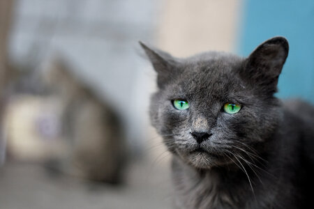 Gray Cat photo