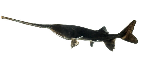 American paddlefish-1 photo