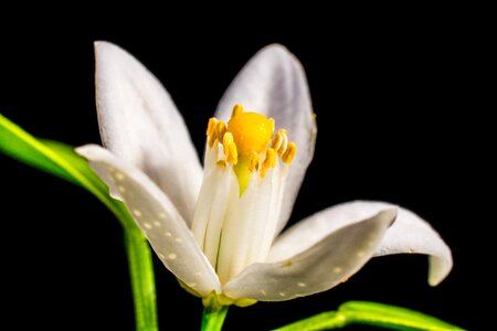 Small flower white yellow