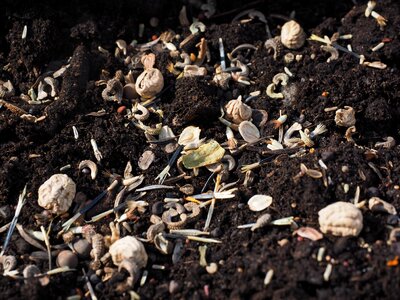 Seeds grow growth