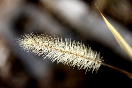 Grass grass plants green grass photo