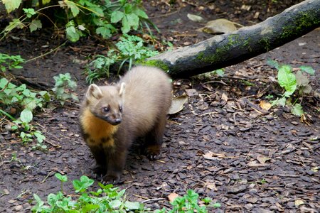 Nature animals pine marten