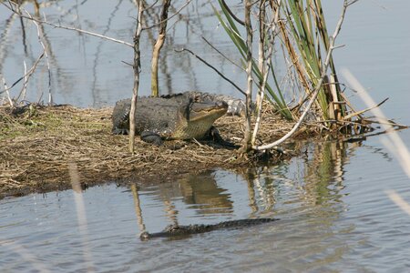 Alligator american island photo