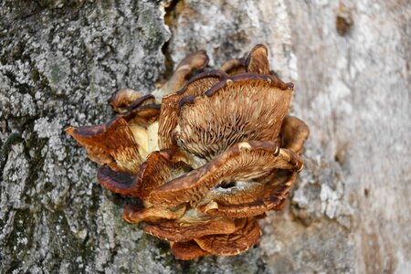 Fungus organism wood photo