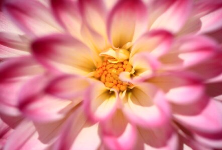 Beautiful beautiful flowers beautiful photo