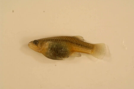 Gambusia gaigei-3