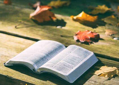 Bench bible book photo