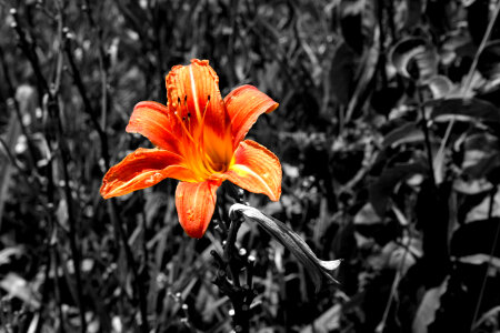 Orange Tiger Lily photo