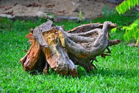 Old log tree base grass