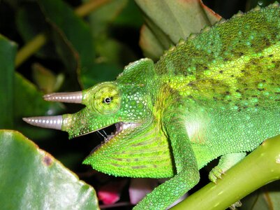 Hawaii lizard wildlife