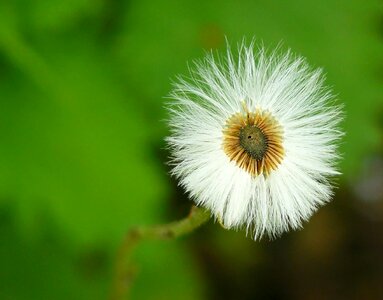 Beautiful Flowers blooming blossom