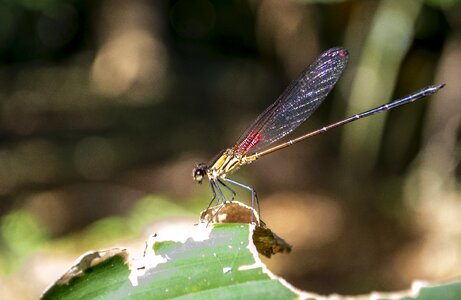 Red dragonfly wings garden photo