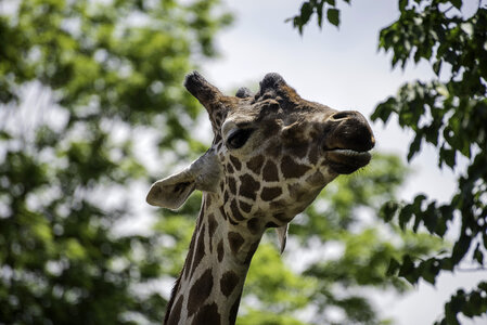Giraffe with heads in trees photo