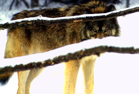 Winter wild canine photo