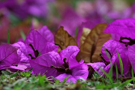 Plant violet veranera