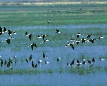 Bird black Branta bernicla photo