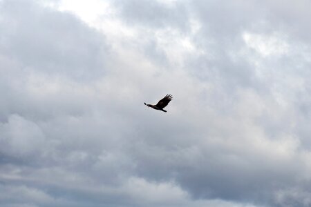 Flying overflight nature