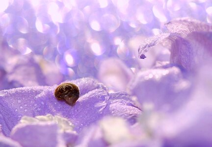 Close up snail shell slowly