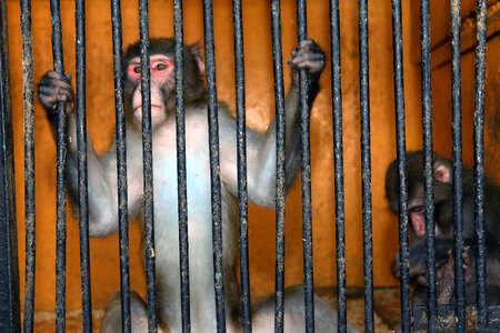 Monkey behind bars photo