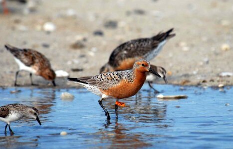 Coast knot red