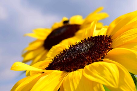 Agricultural agriculture beautiful flowers