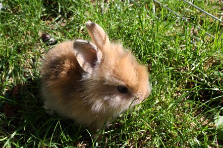 Bunny cute garden