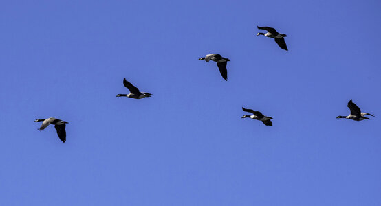School of Geese flying in V Formation photo