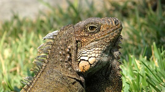 Animal lizard green photo