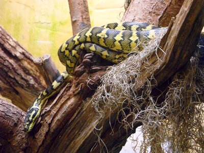 Reptile pattern zoo