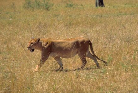 African animal lion