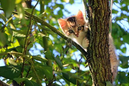 Cat cute domestic cat