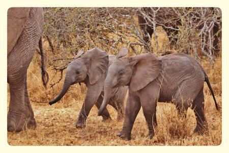 Serengeti national park tanzania africa photo