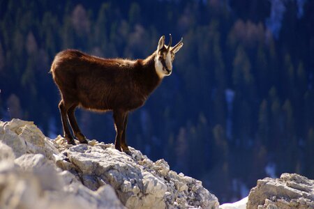 Goat mountain mountain goat photo