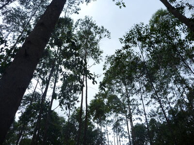 Tall Trees Forest photo