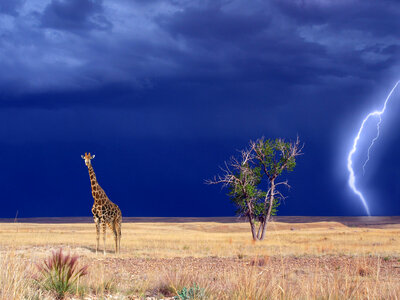 Giraffe in the landscape with Lightning in the Background