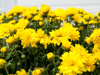 Yellow Flowers photo