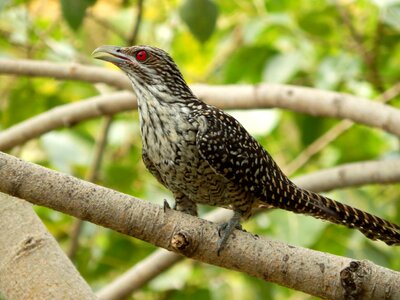 Bird red eye india photo