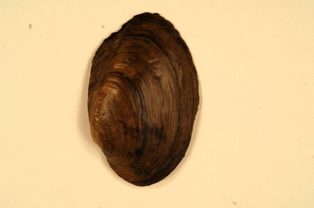 Villosa trabalis (outside)-2