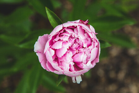 Pink Flower Garden photo