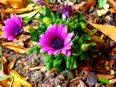 Blossom botany floral
